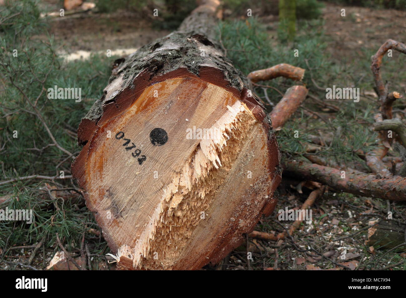 Newly cut down pine tree with an official stamp and a reference number