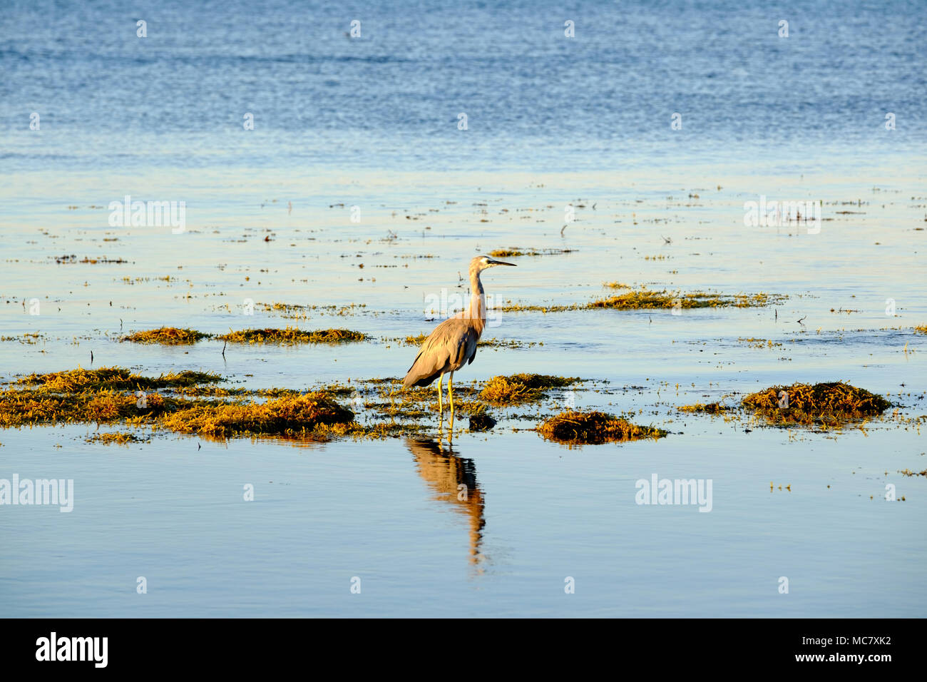 White Faced Heron foraging at low tide in the early morning among rocks covered with seaweed Neptune's necklace (Hormosira banksii) Stock Photo