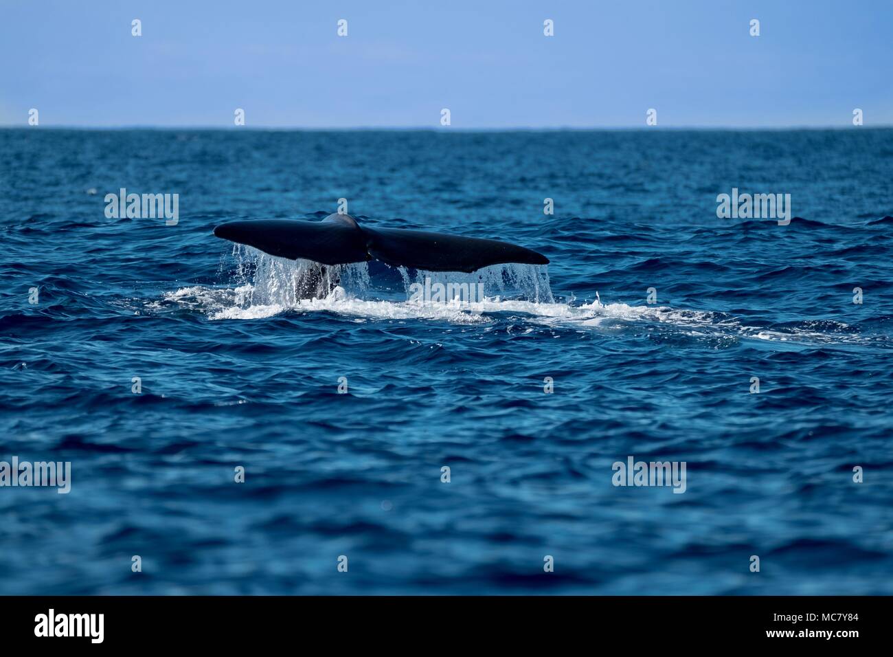 Female sperm whale showing her tail flukes Stock Photo