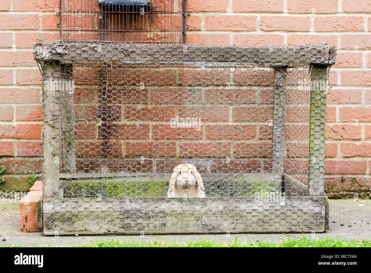 Young Lop Eared Rabbit Kept Alone In Small Outdoor Hutch Stock Photo Alamy