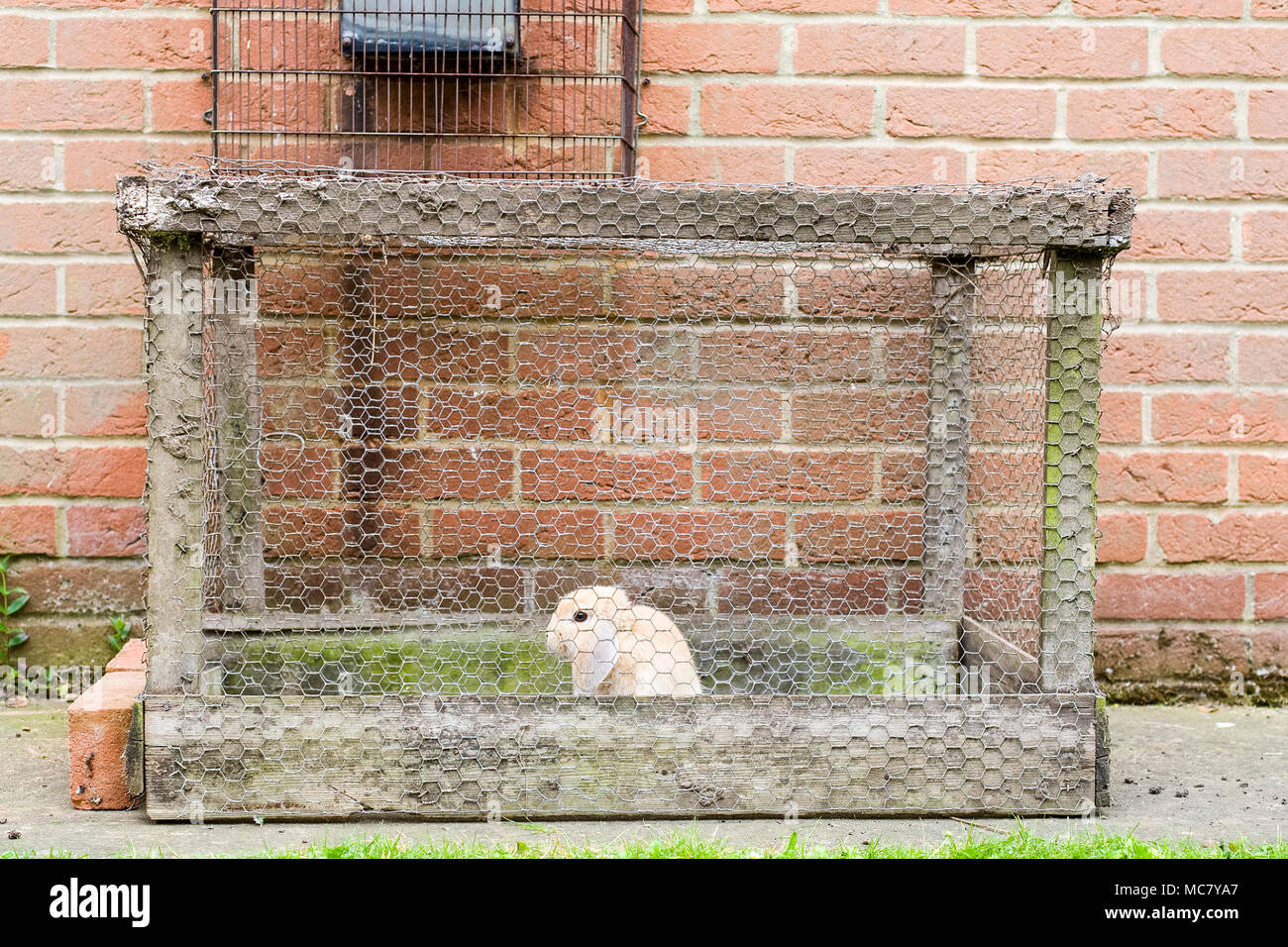 Lone Rabbit Young lop-eared rabbit kept alone in poor quality outdoor enclosure ...