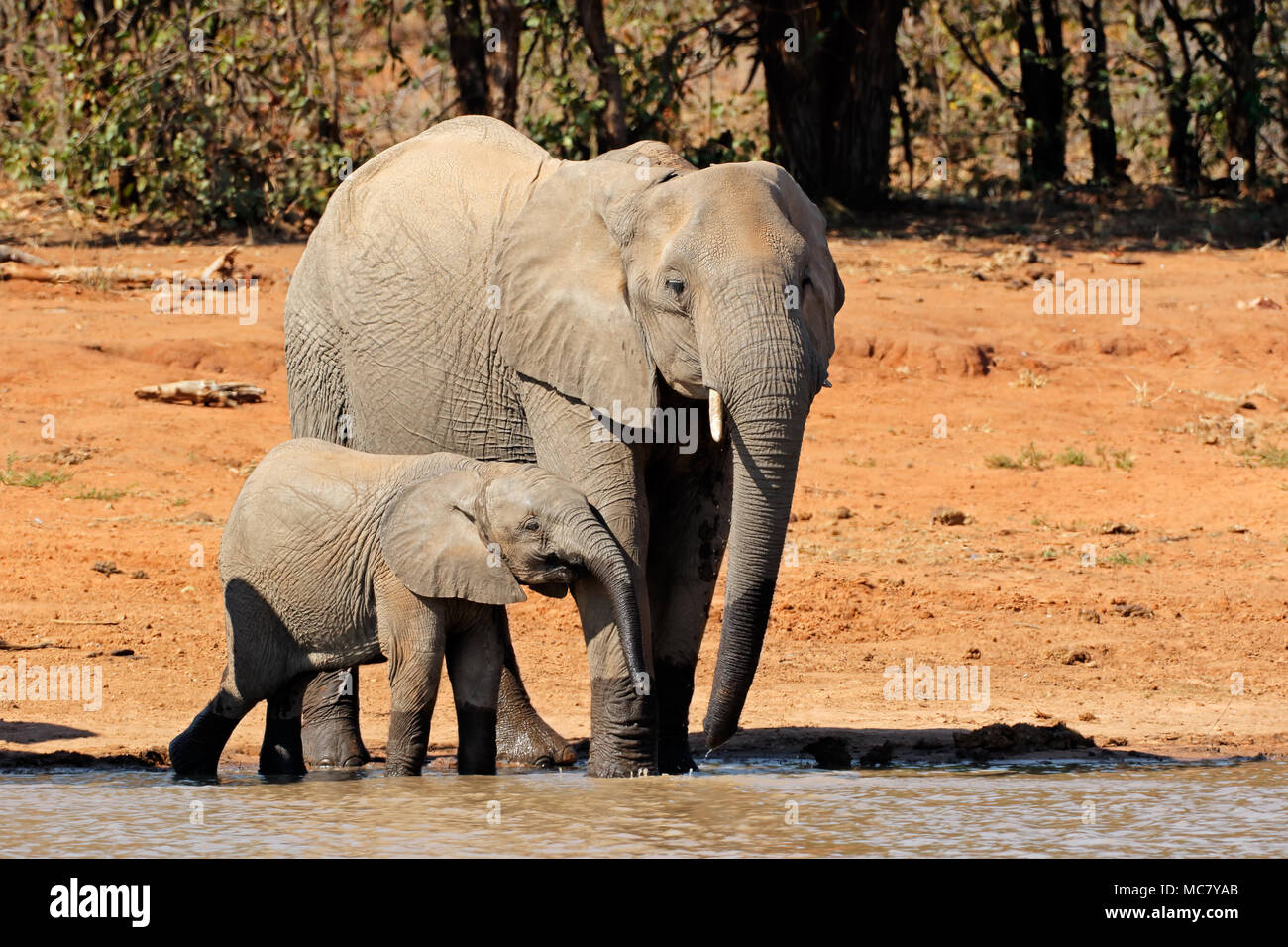 African elephant (Loxodonta africana) cow and calf at a waterhole, Kruger National Park, South Africa Stock Photo