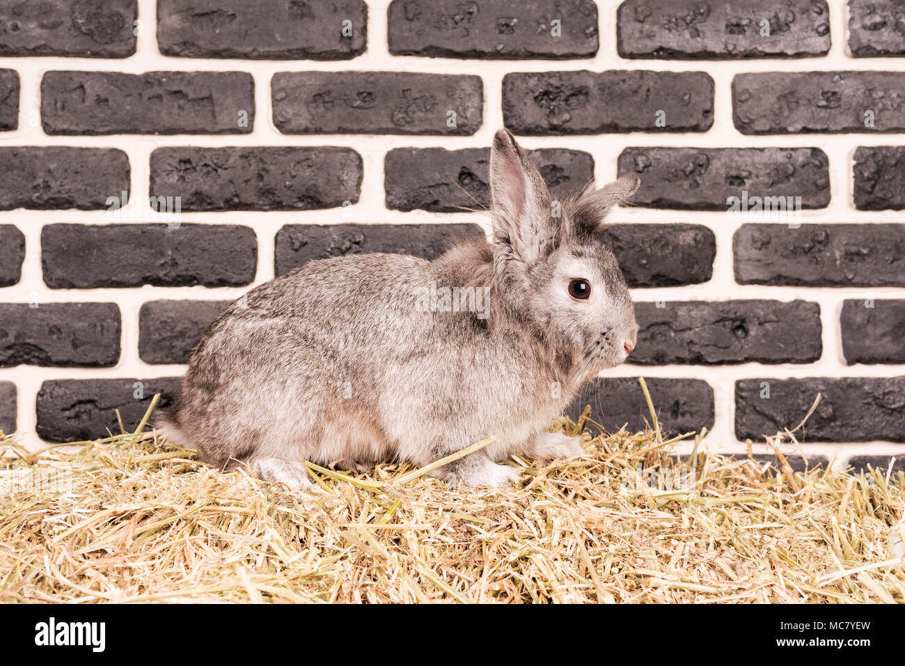 Portrait of a beautiful gray rabbit sitting on a straw near a brick ...