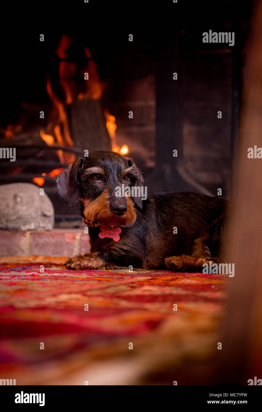 Fireplace Dog High Resolution Stock Photography and Images Alamy