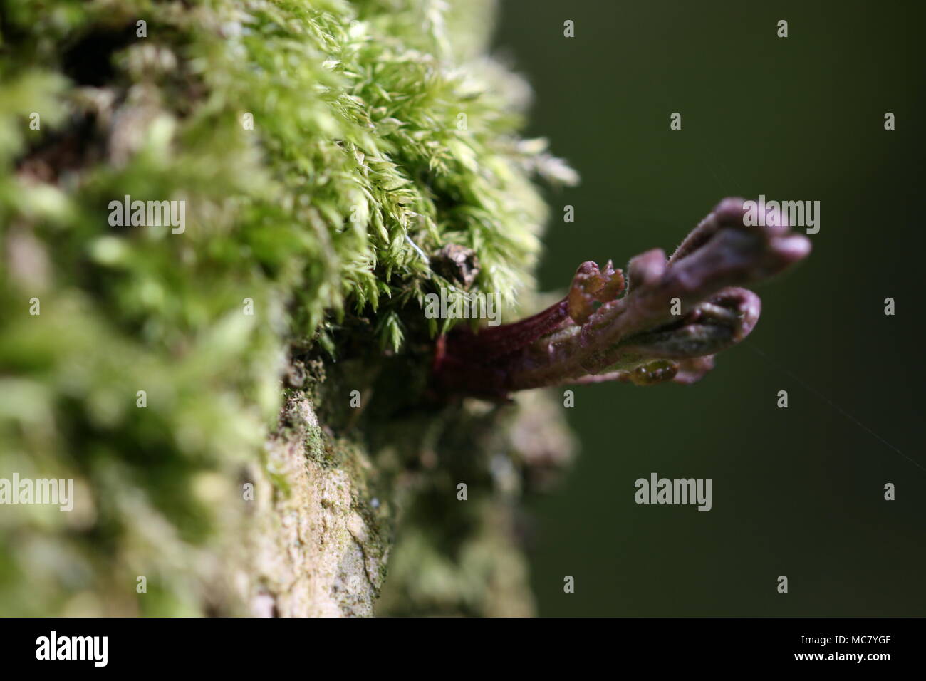 Uk plant species hires stock photography and images Alamy