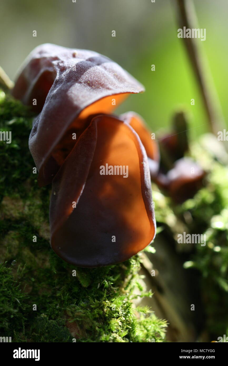 Auticularia auricula-judae (Jelly Ear Fungus) Stock Photo