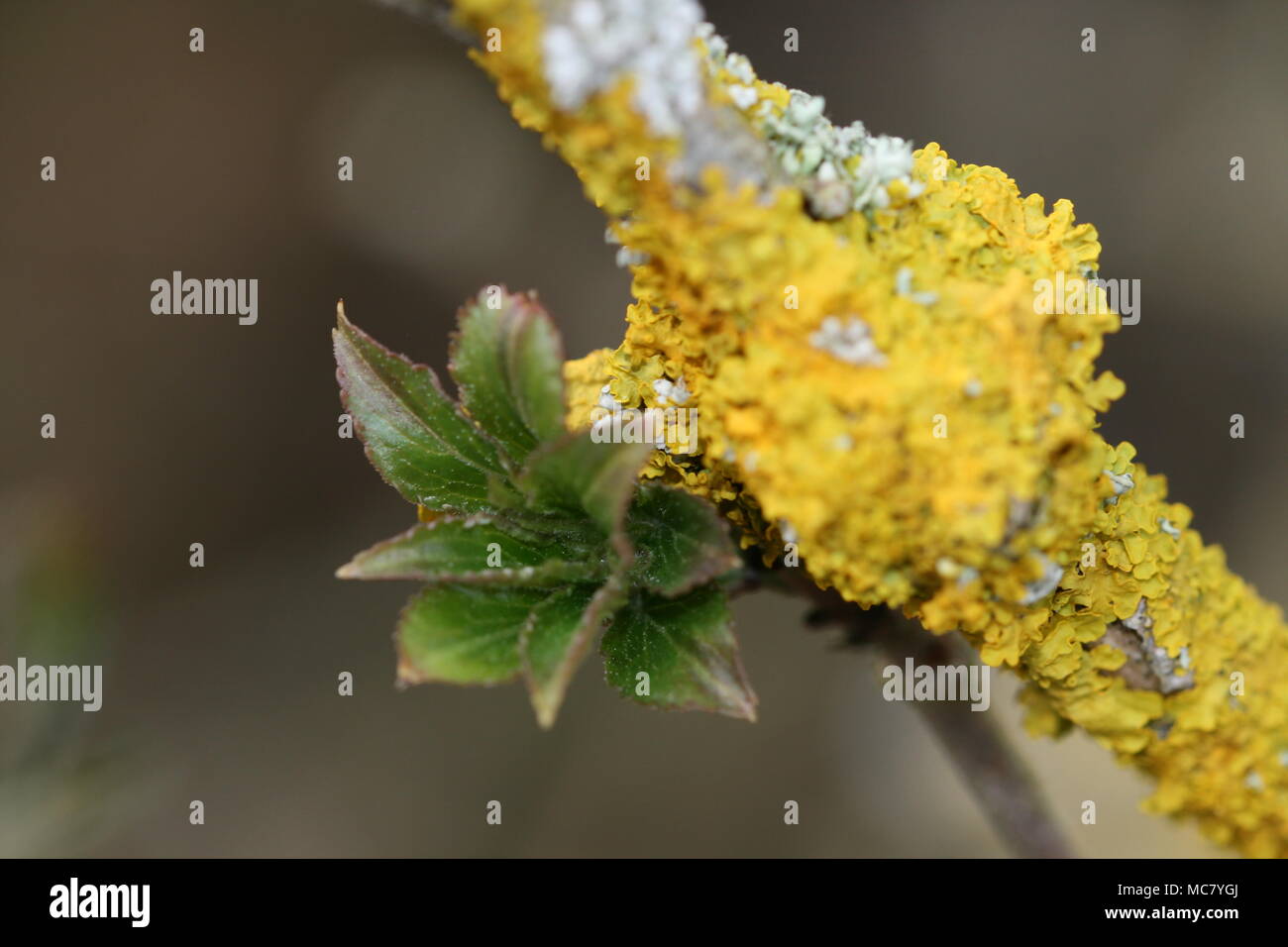 Spring Sapling and Xanthoria parietina Stock Photo