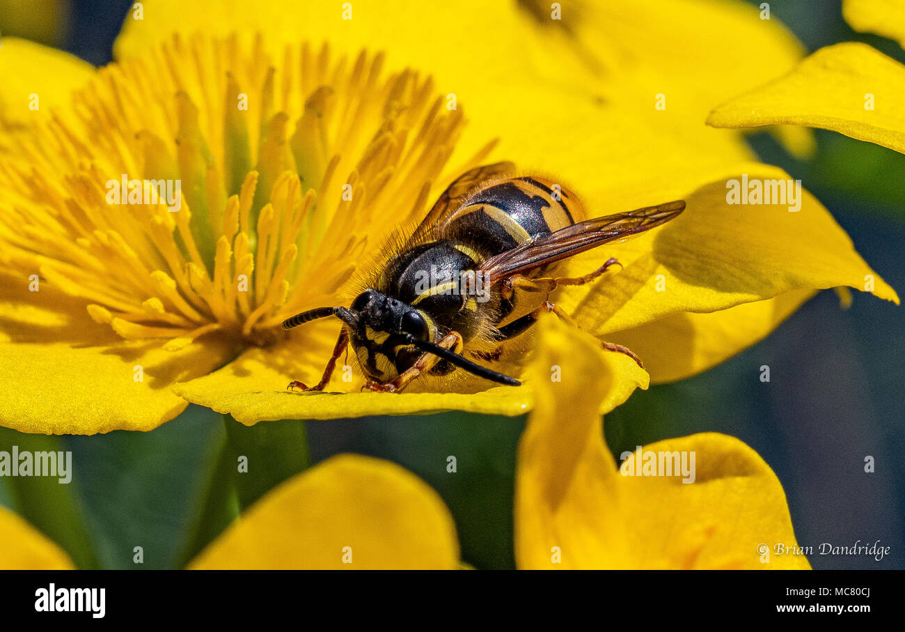 Queen wasp hires stock photography and images Alamy