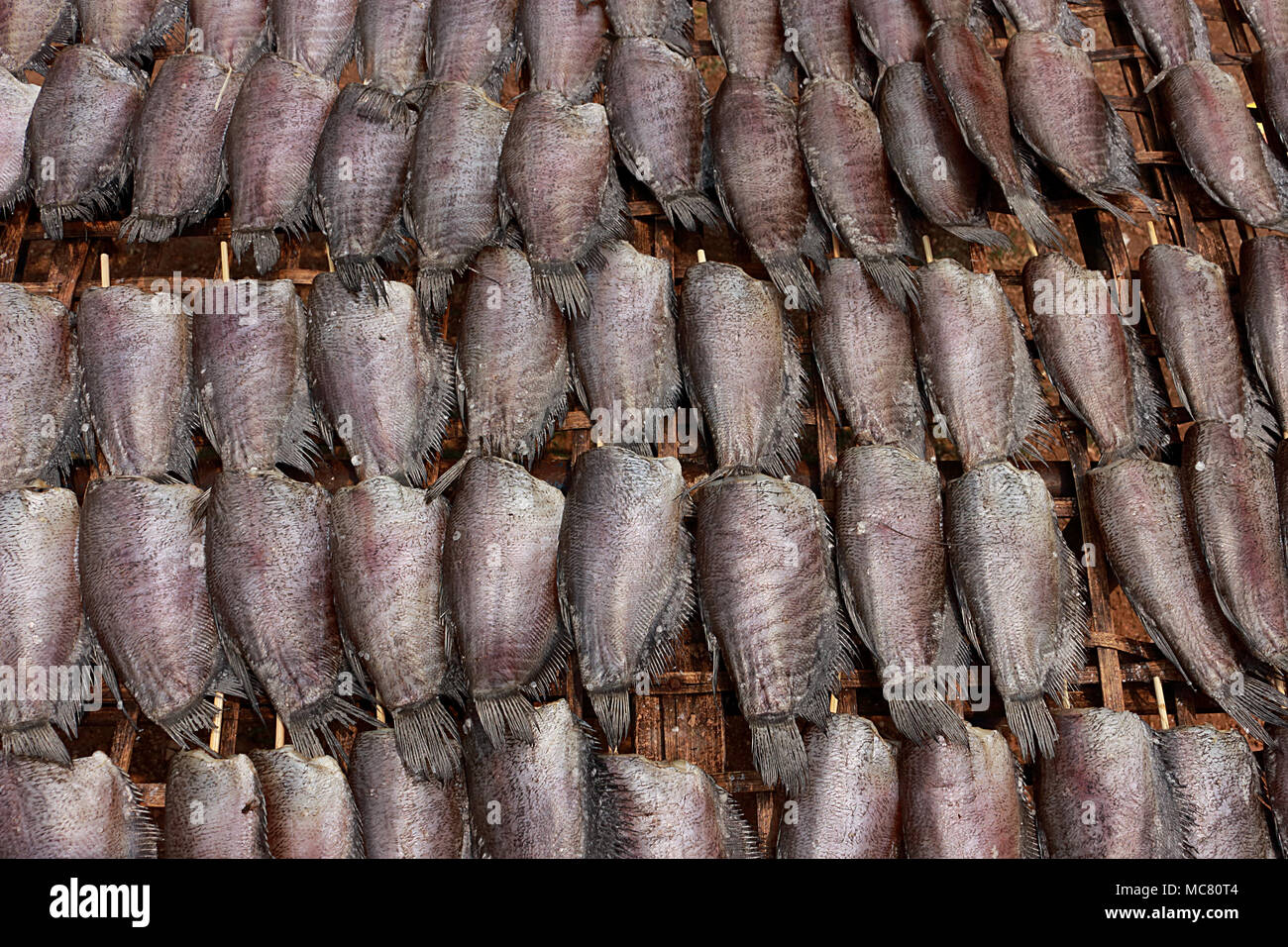 Single sunshine dried fish made from trichogaster pectoralis fish, Put orderly in sunlight on bamboo table. Stock Photo