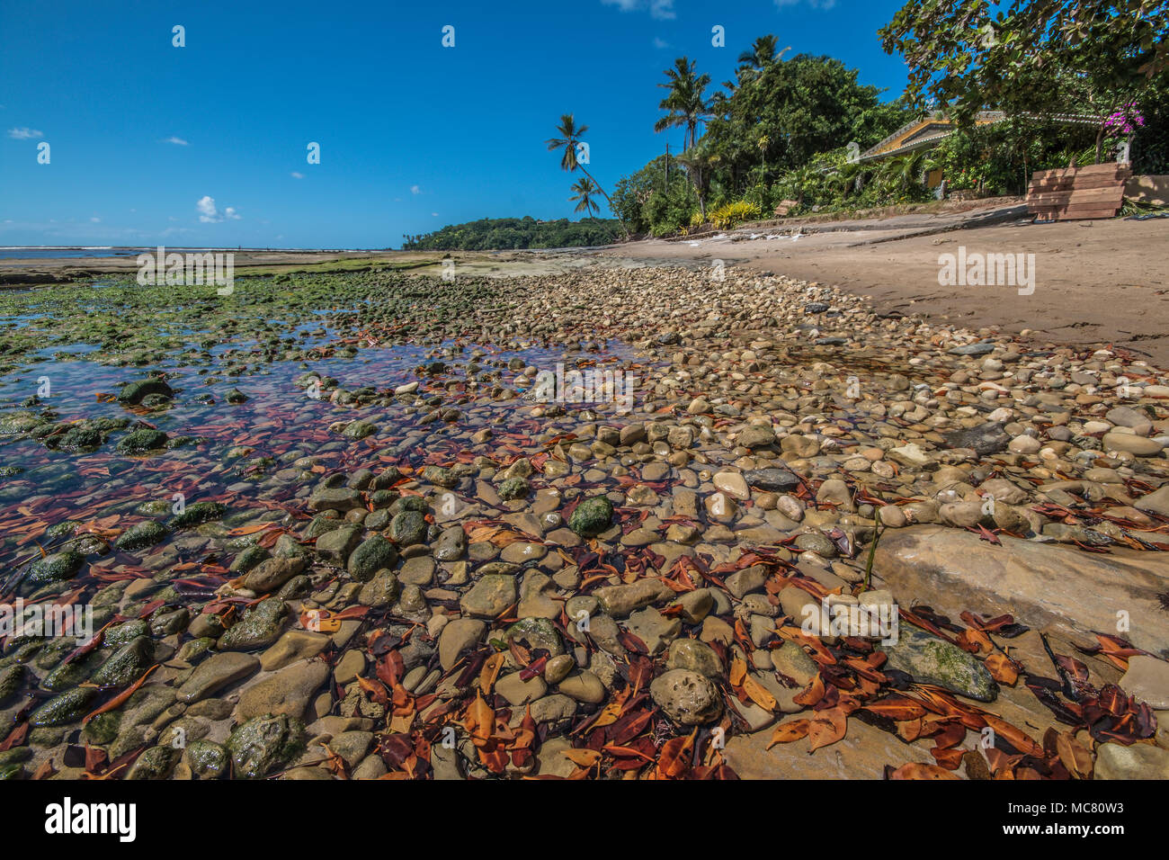 Exotic beach with rocks and mosses in tropical Beach tropical  - Boipeba Bahia Stock Photo