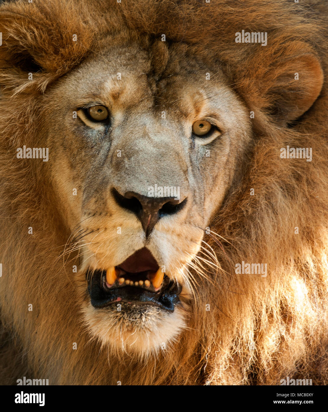 A Lion at Cedar Hill Animal Sanctuary in Caledonia, Mississippi, gives