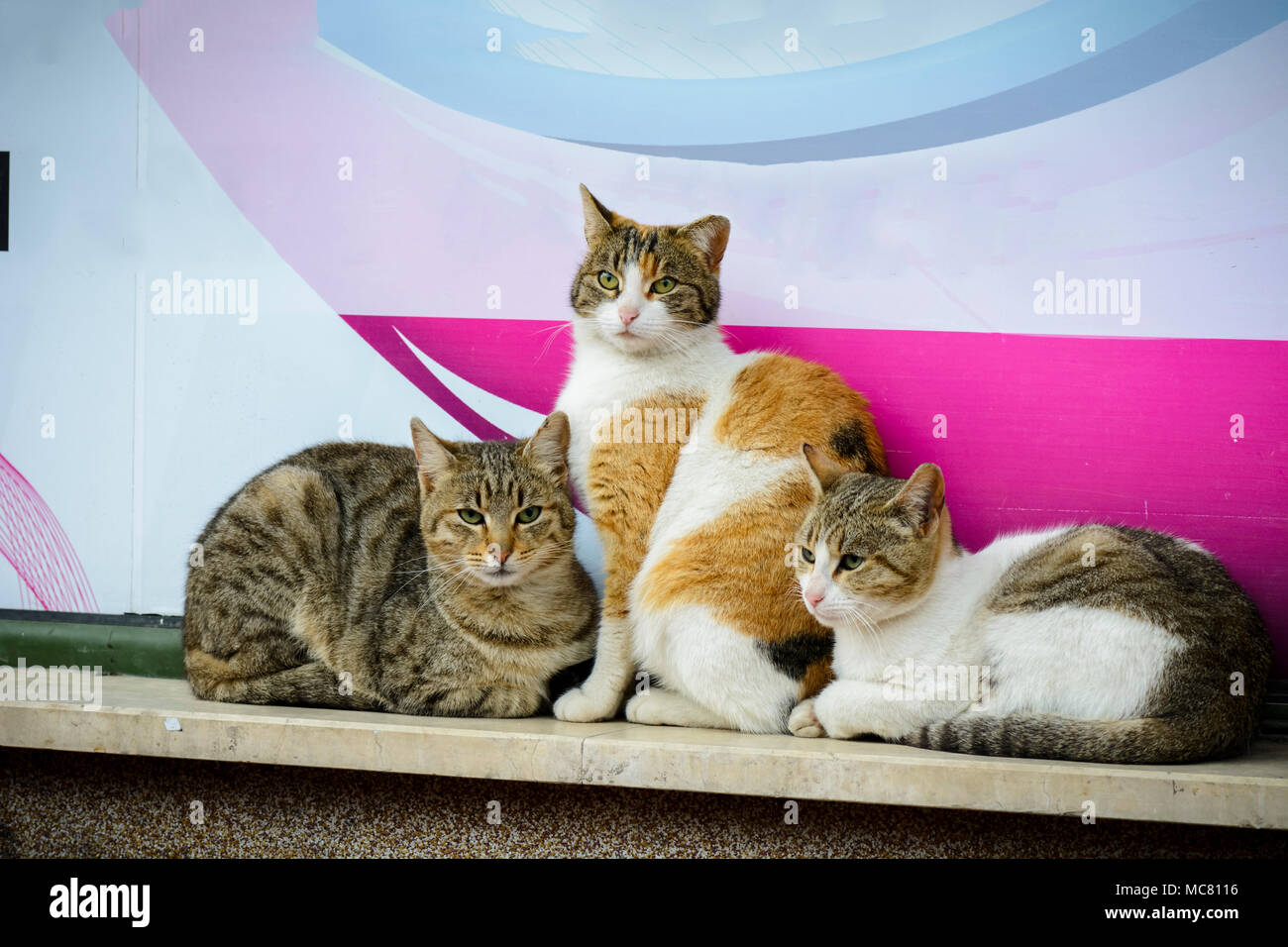 Three street cats on a wall grouped and warming themselves Stock Photo