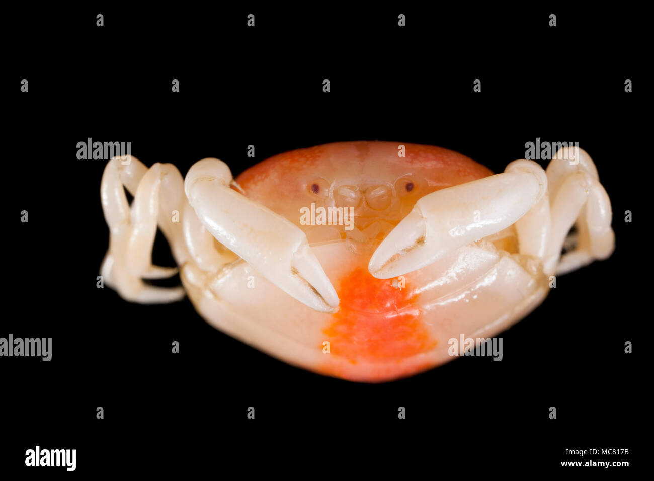 Pea crab hires stock photography and images Alamy