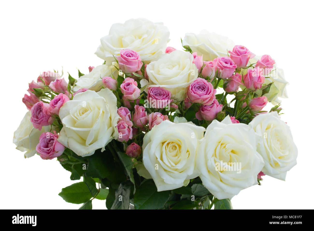 Pink and white rose flowers isolated on white background Stock Photo ...