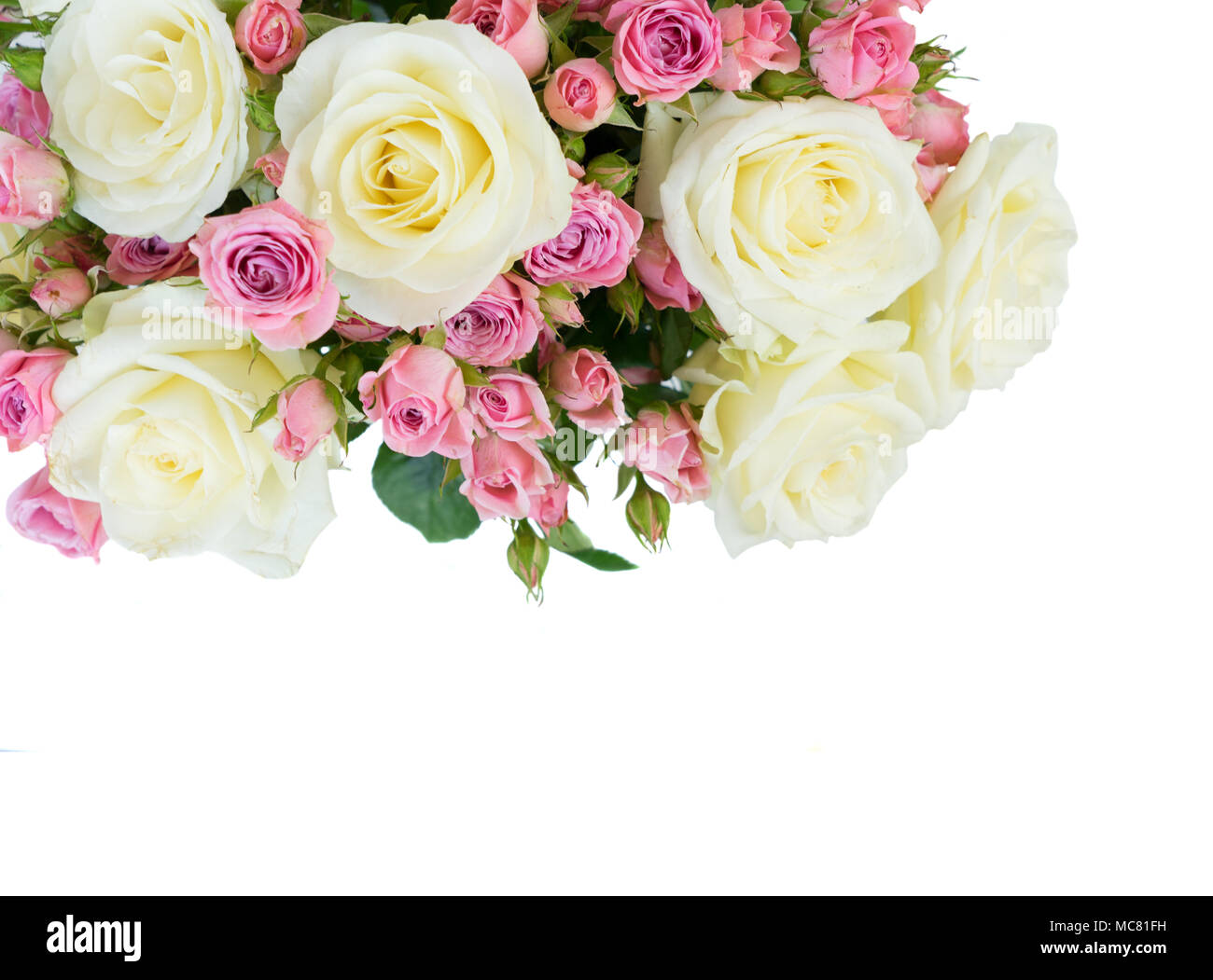 Pink and white rose flowers posy close up isolated on white background ...