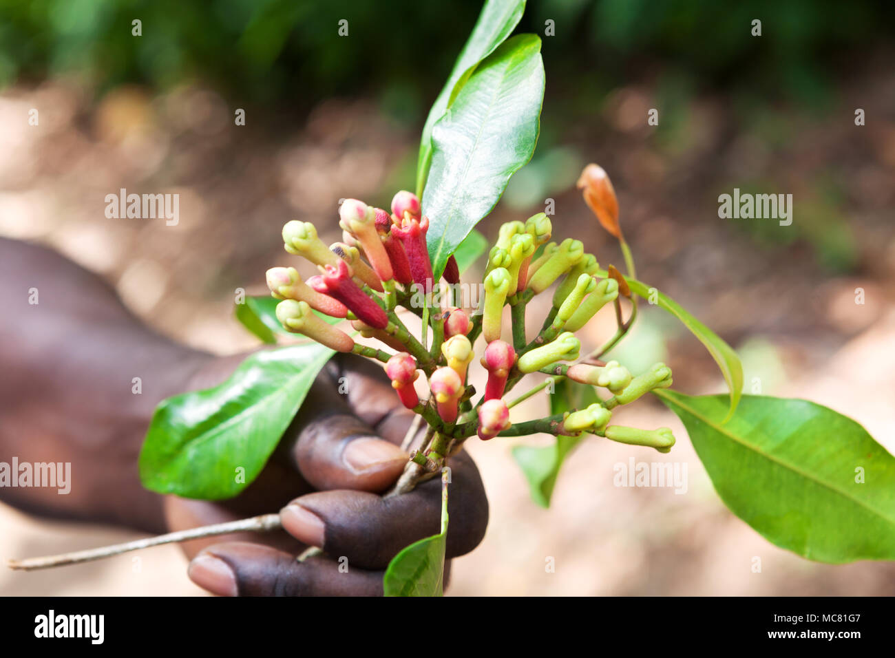 Fresh cloves in farmers hand Stock Photo Alamy
