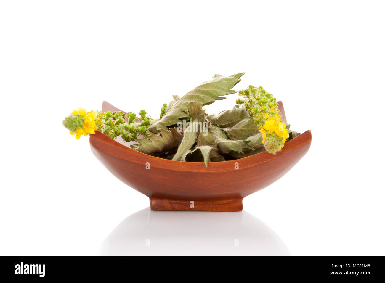 Common Agrimony fresh flower and dried leaf in wooden bowl isolated on white background. Medicinal plant remedy. Stock Photo