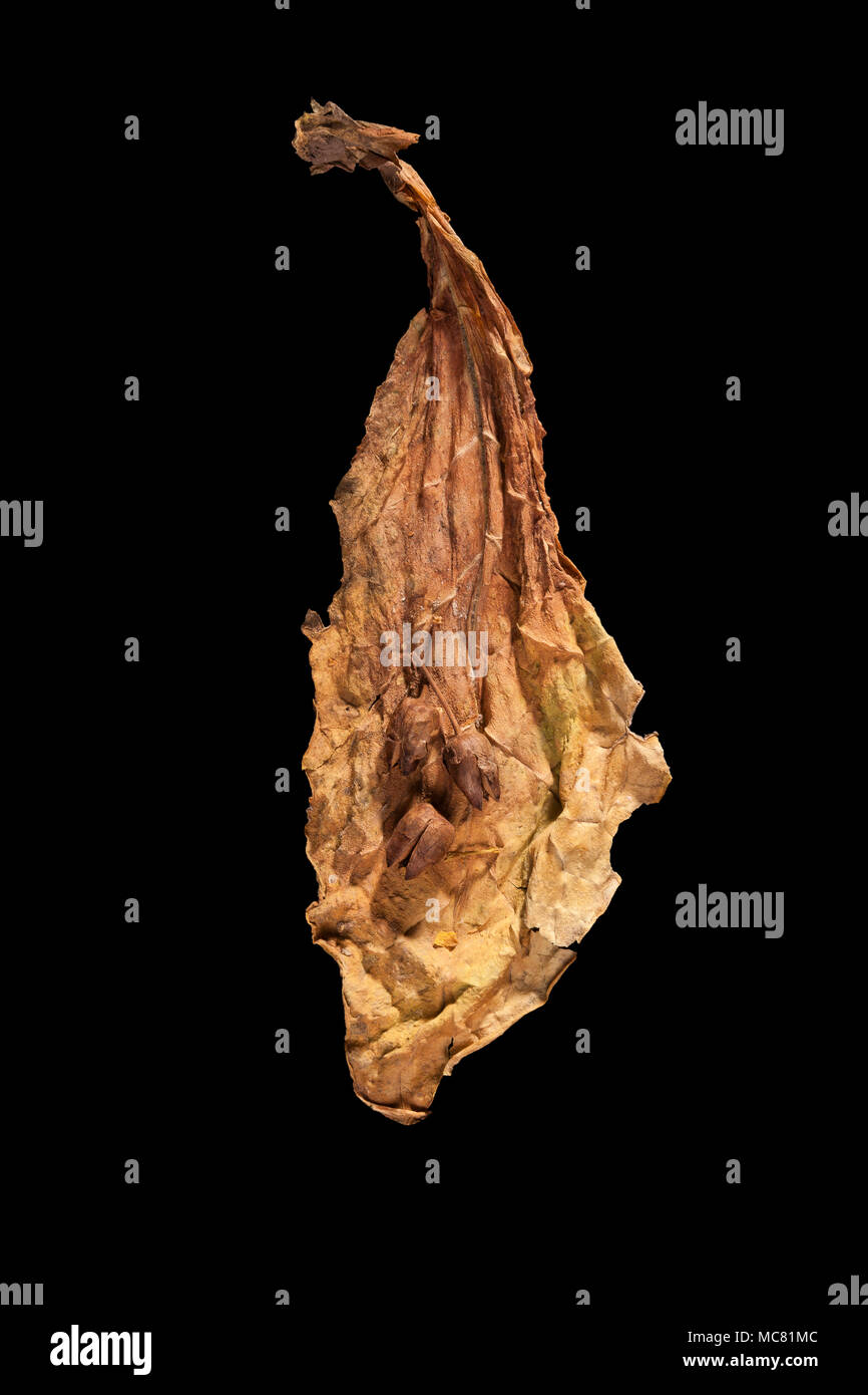 how did native americans smoke tobacco The Power of the Pipe (U.S. National Park Service)