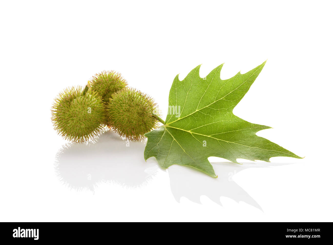 Platanus tree, sycamore leaf and blossoms isolated on white background with reflection. Stock Photo