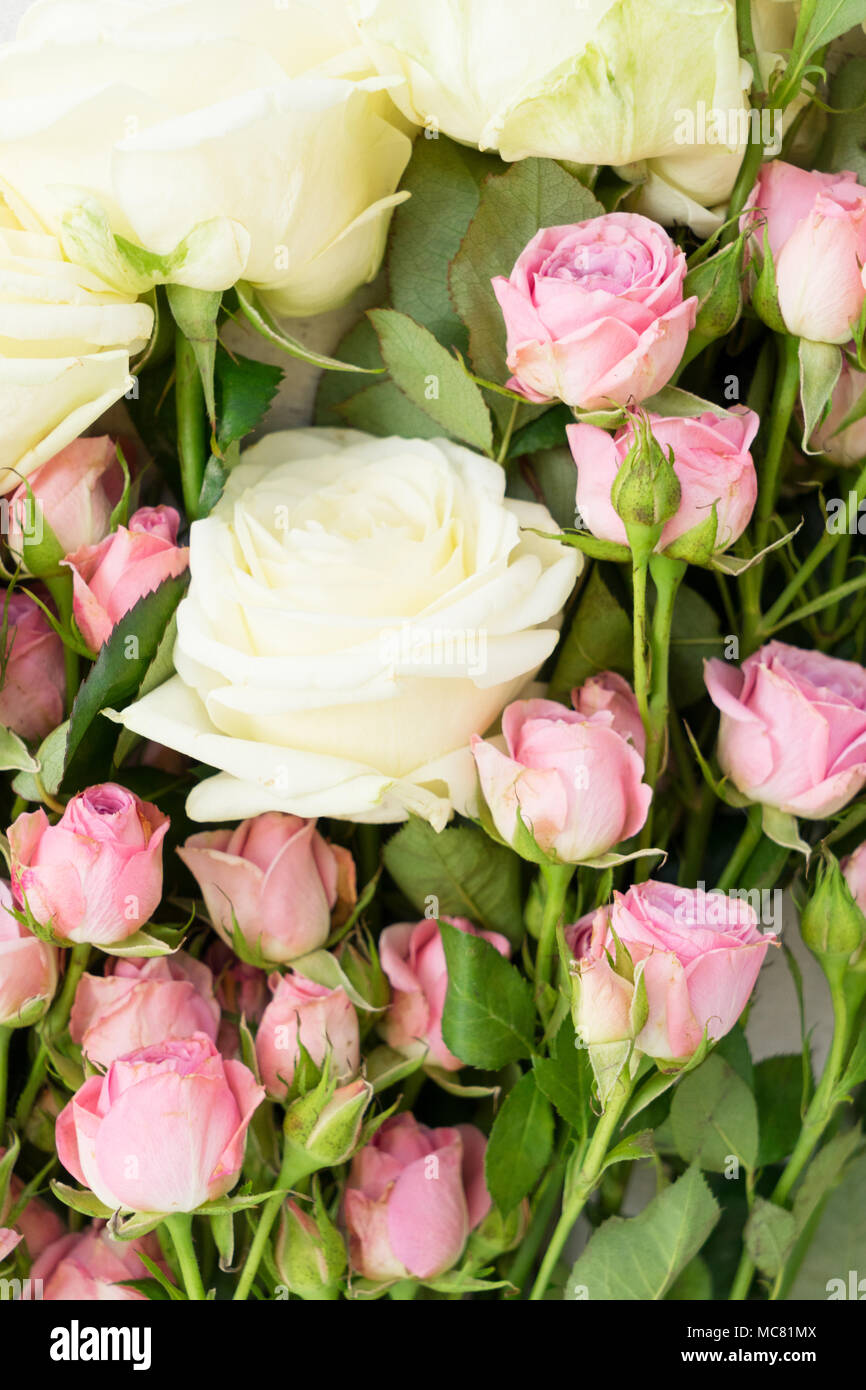Pink and white rose flowers bouquet close up background Stock Photo - Alamy