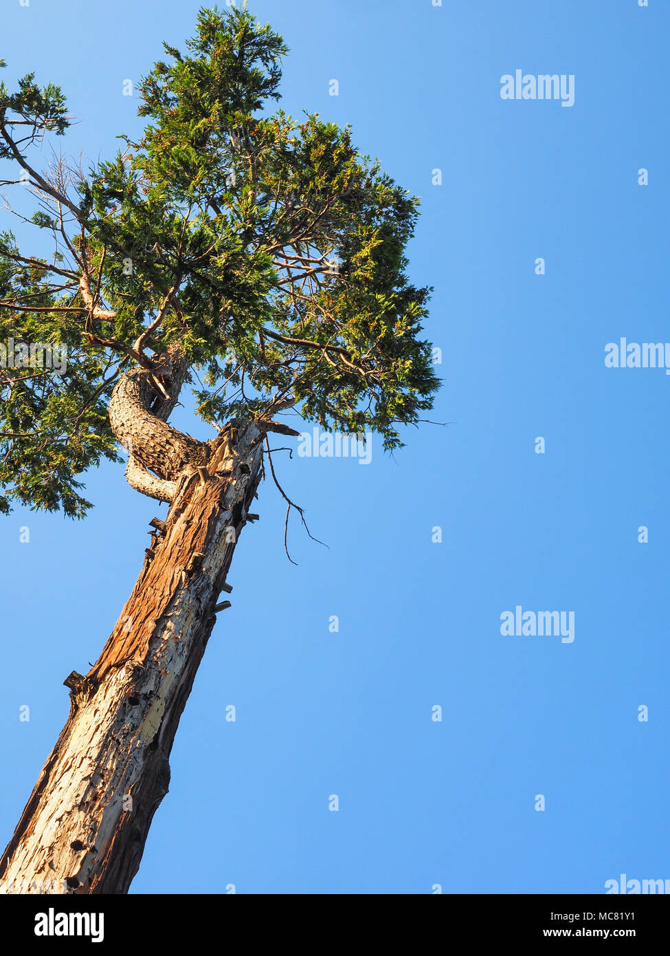Close-up of a  conifer Calocedrus decurrens with copy space Stock Photo