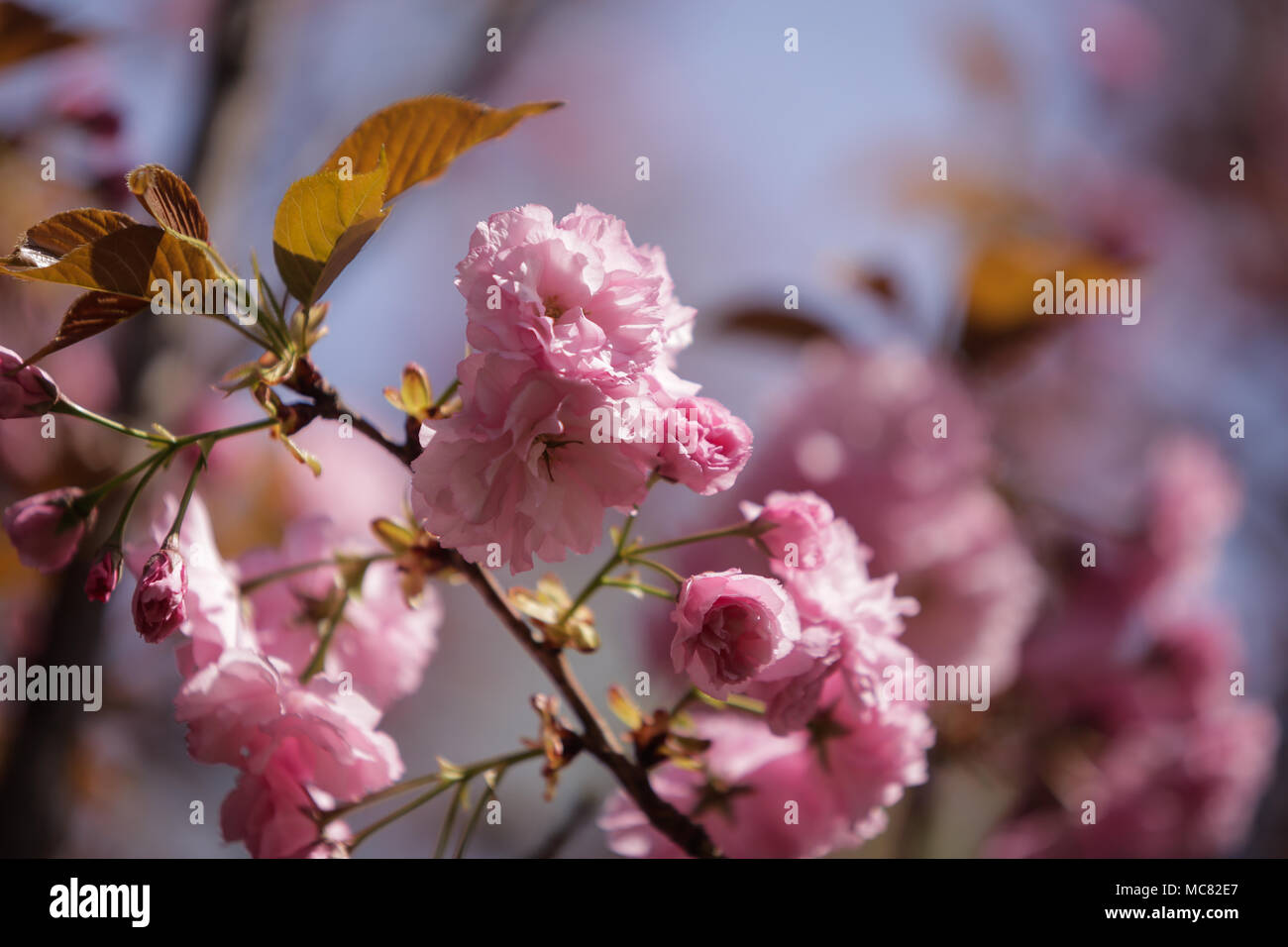 Close up cherry tree hi-res stock photography and images - Alamy