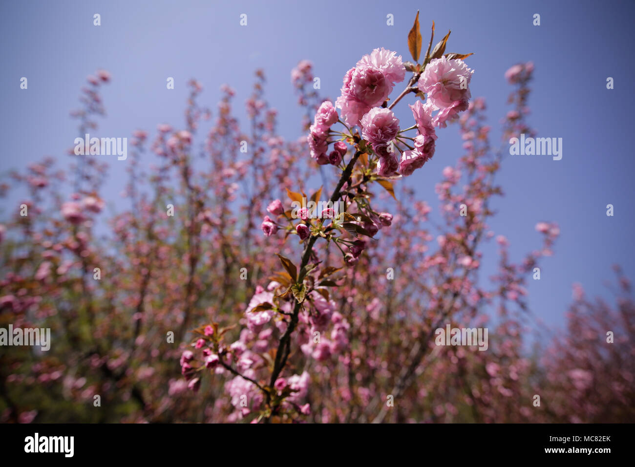 Close up cherry tree pink hi-res stock photography and images - Alamy