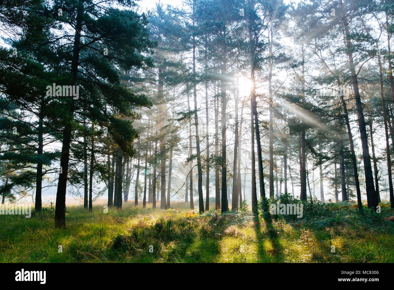 Backlit Pine trees on Chobham Common National Nature Reserve Stock Photo