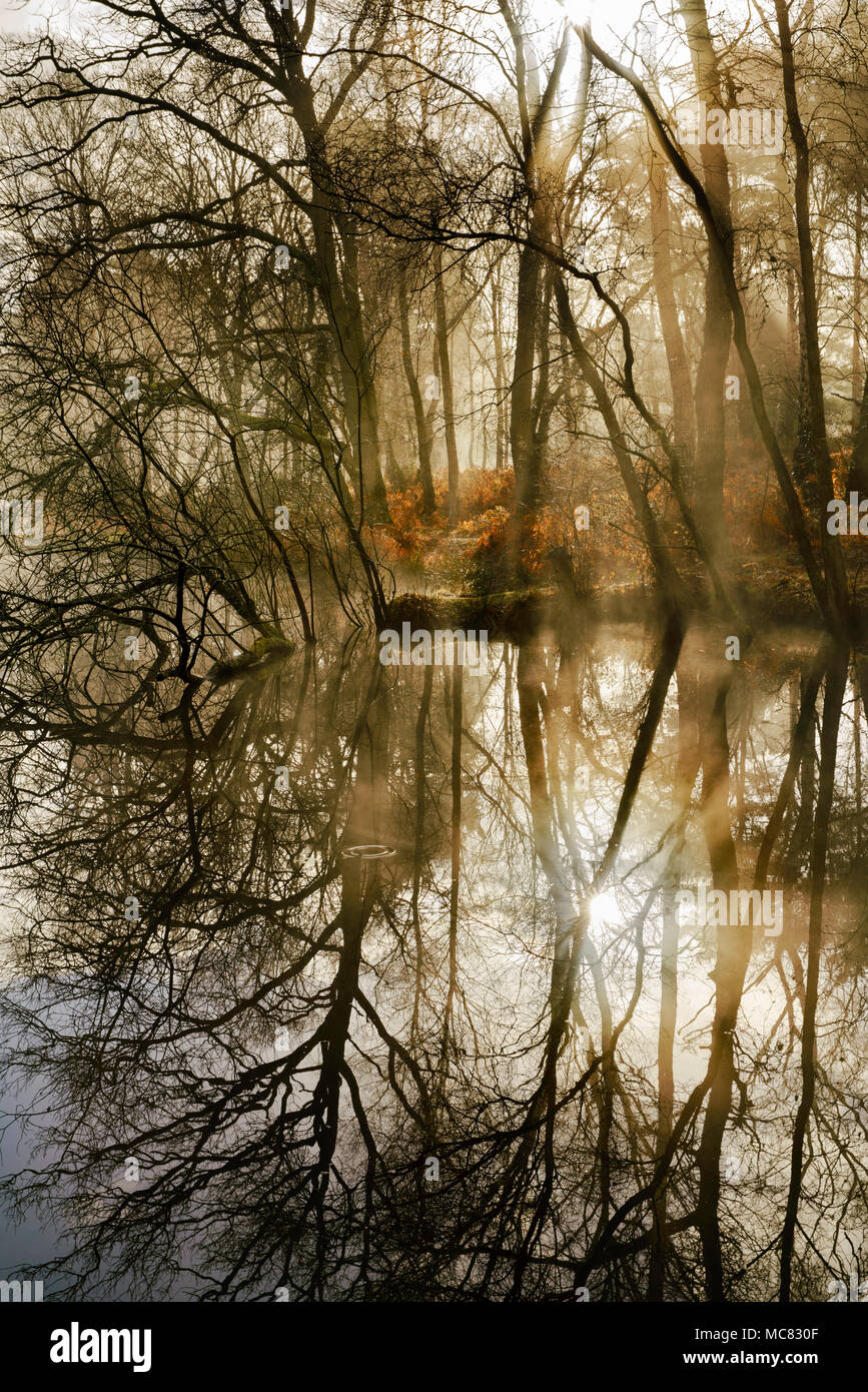 Beautiful early morning light pouring through trees at Gracious Pond on Chobham Common. Stock Photo