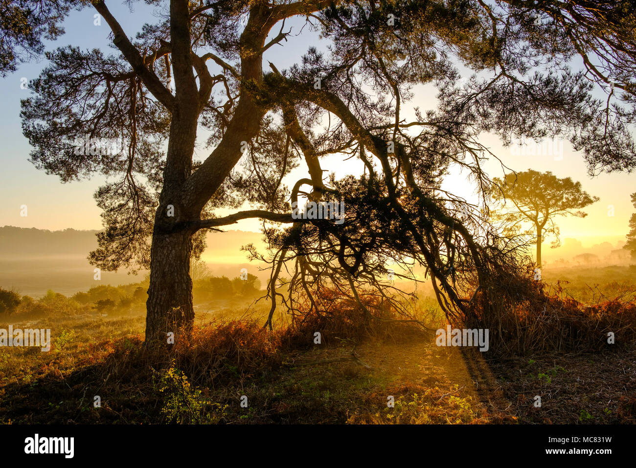 Beautiful early morning spring sun light, on the New Forest National Park Stock Photo