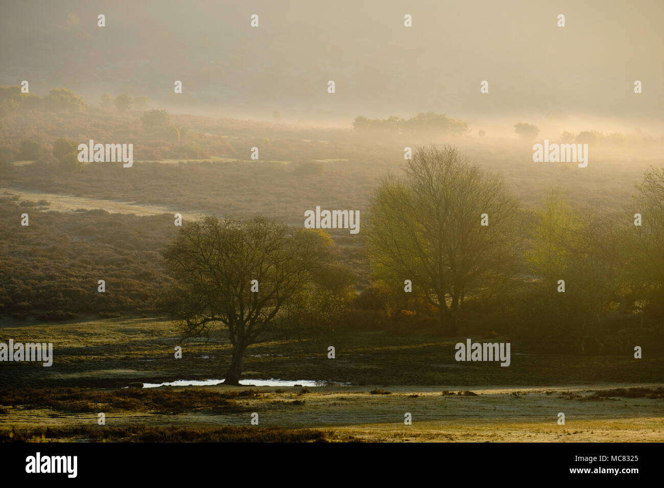 New Forest heathland near Sway, Brockenhurst Stock Photo Alamy