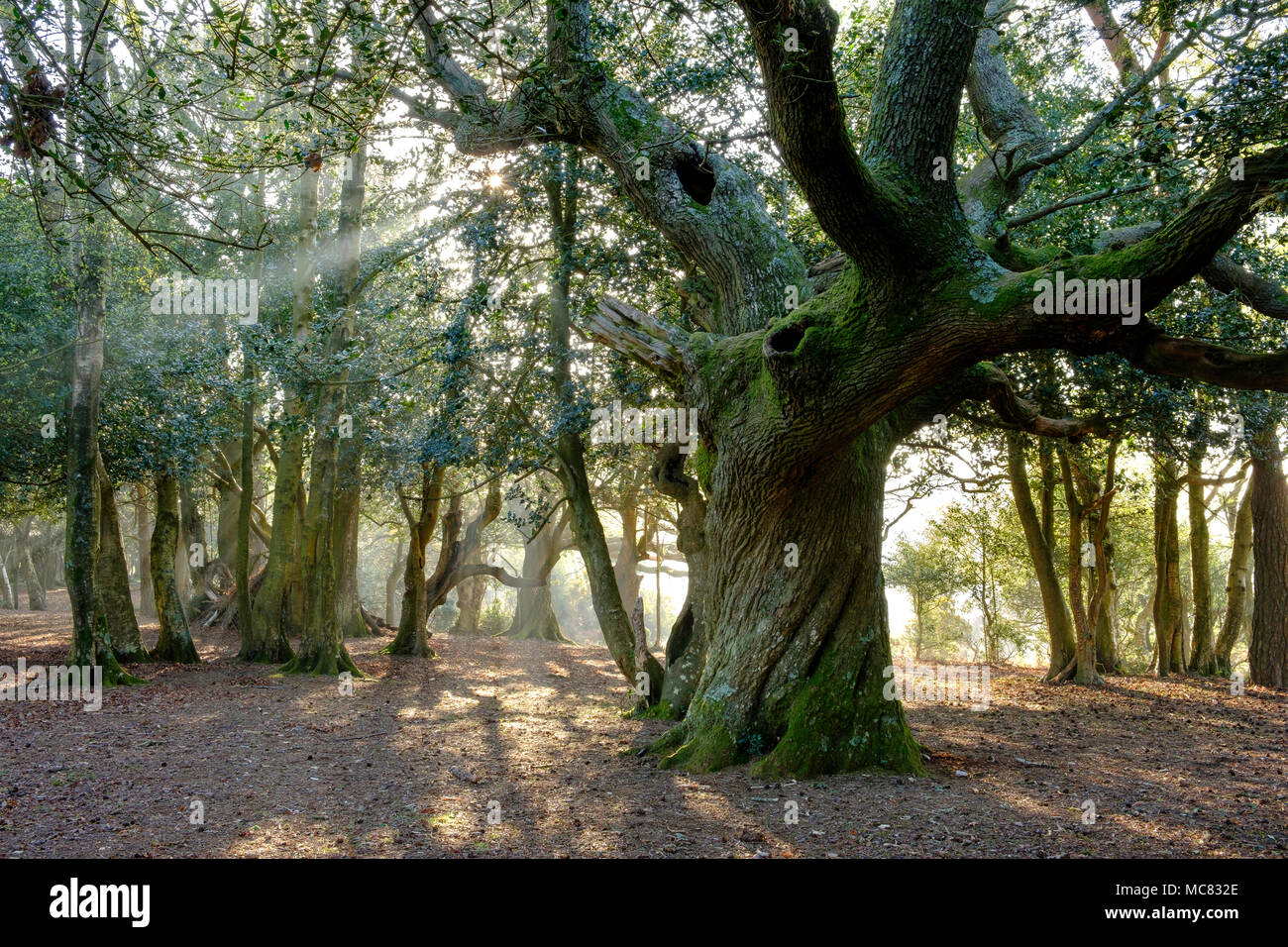 Ancient Old Oak Tree in the New Forest National Park , backlit  with early morning summer light. Stock Photo