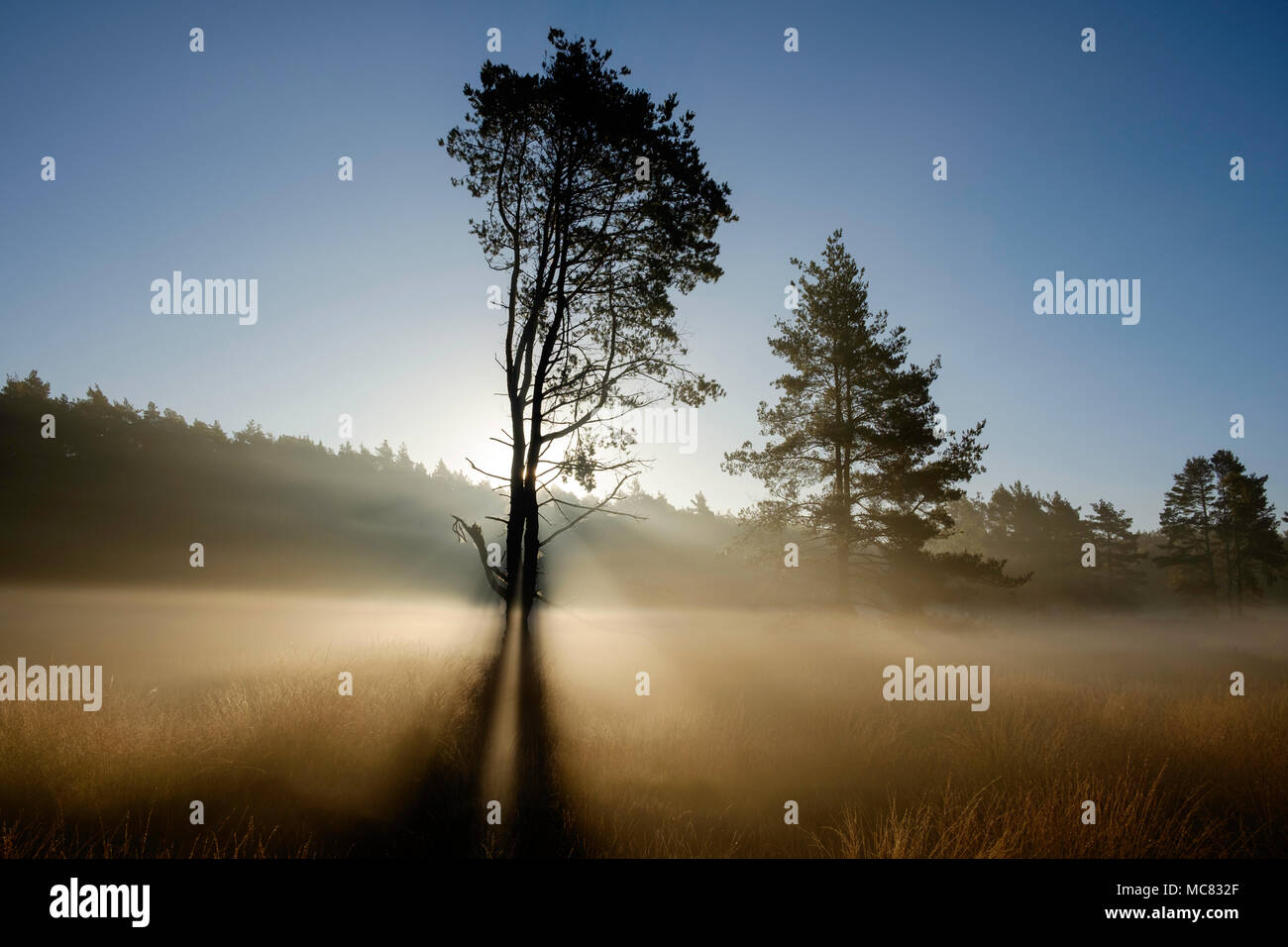 Backlit Pine tree in a sea of mist on Chobham common Stock Photo