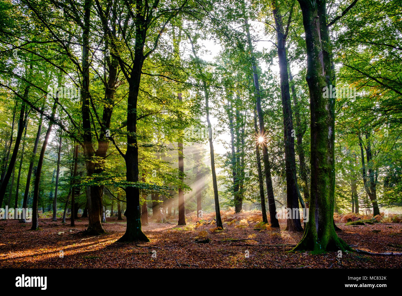 Autumnal beech trees with sunlight pouring through them, New Forest Hampshire. Stock Photo