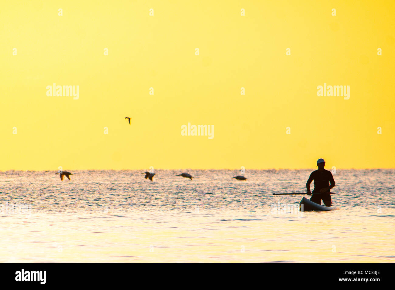 A stand up paddle boarder is silhouetted against the colorful early morning sunrise over Hollywood beach, Florida Stock Photo
