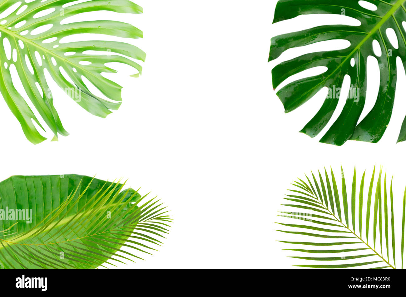 Tropical green leaves frame isolated on white background Stock Photo ...