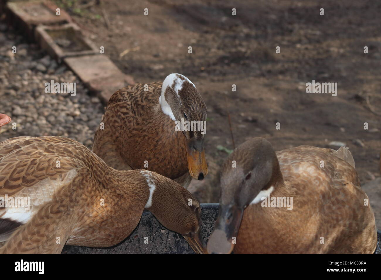 female indiian runner ducks eating food in garden Anas platyrhynchos