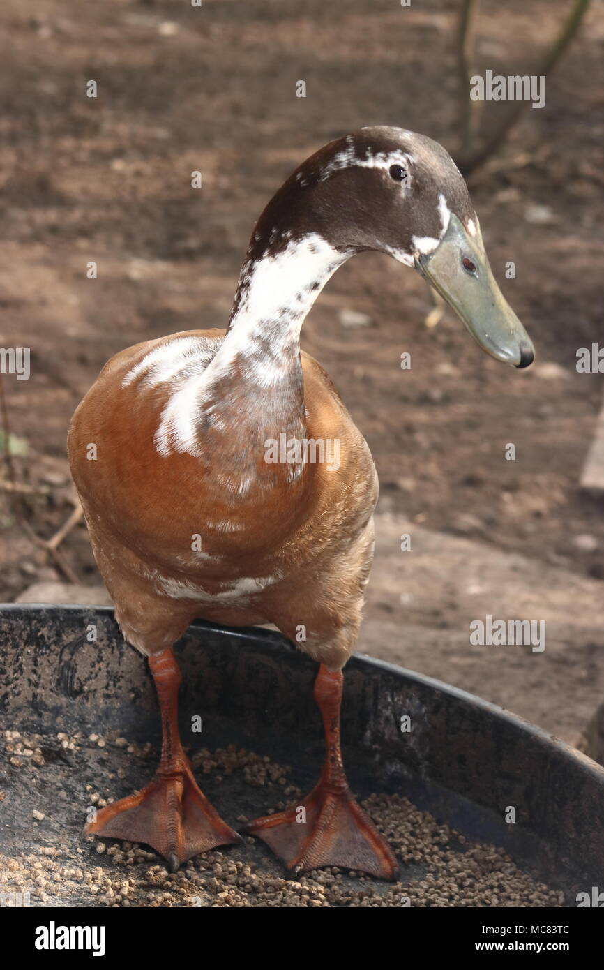 male indian runner duck stood in food bowl in garden Anas platyrhynchos domesticus Stock Photo