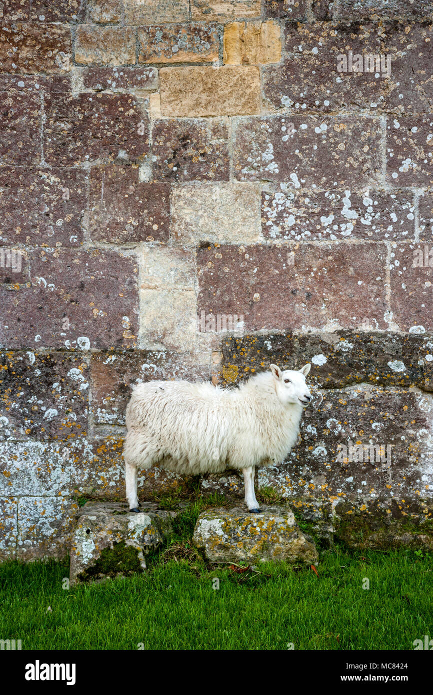 White faced sheep ewe posing on two stone blocks by a stone wall at Woodspring Priory in Somerset UK Stock Photo