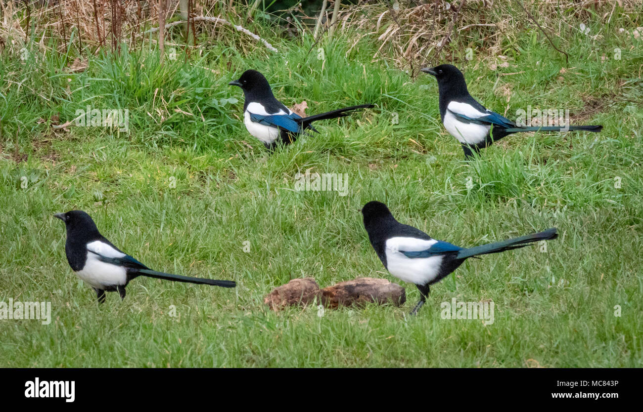 Four magpies ( Pica pica ) displaying in a meadow in Somerset UK Stock Photo