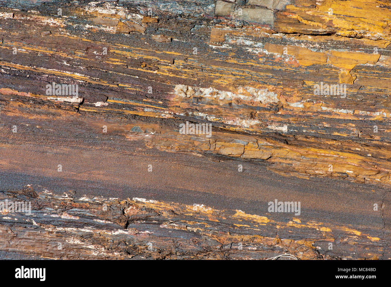 Petrified wood close-up in the Wolverine Petrified Wood Natural Area (unofficial name) in central Utah Stock Photo