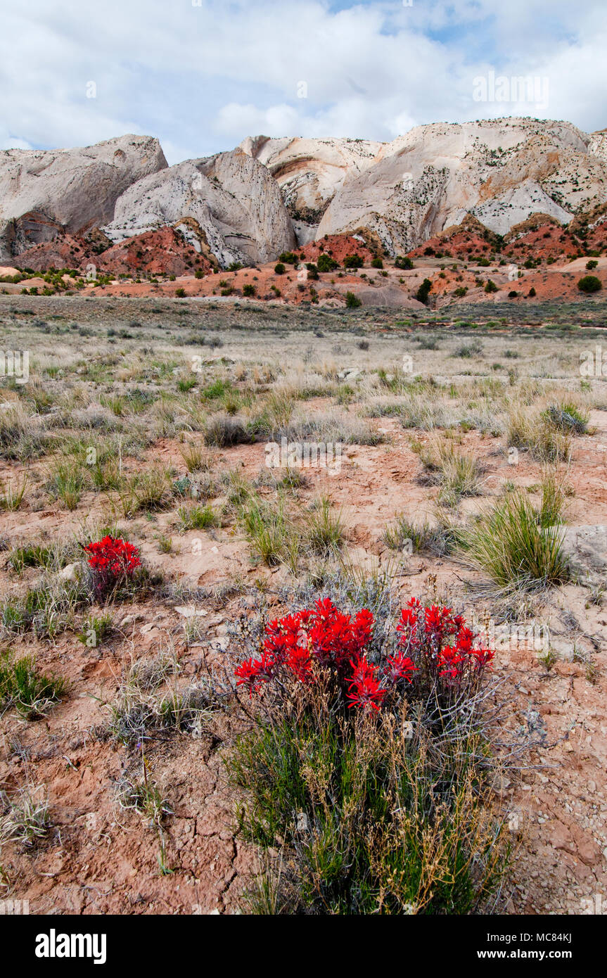 San Rafael Swell east-facing reef with Indian paintbrush wildflower (Castilleja sp.) in foreground Stock Photo