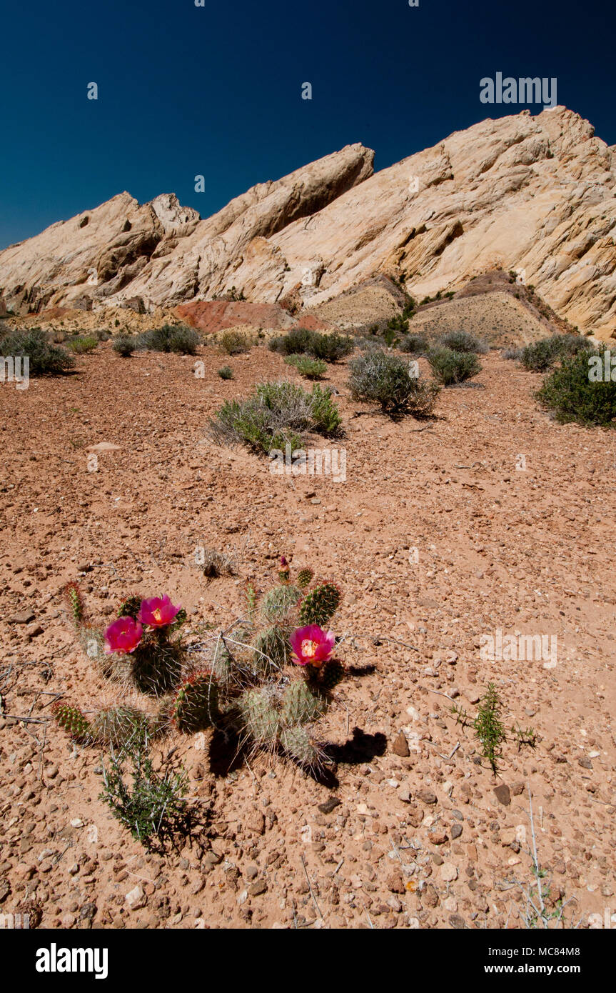 Beavertail cactus (Opuntia basilaris) and the San Rafael Swell Reef in central Utah Stock Photo