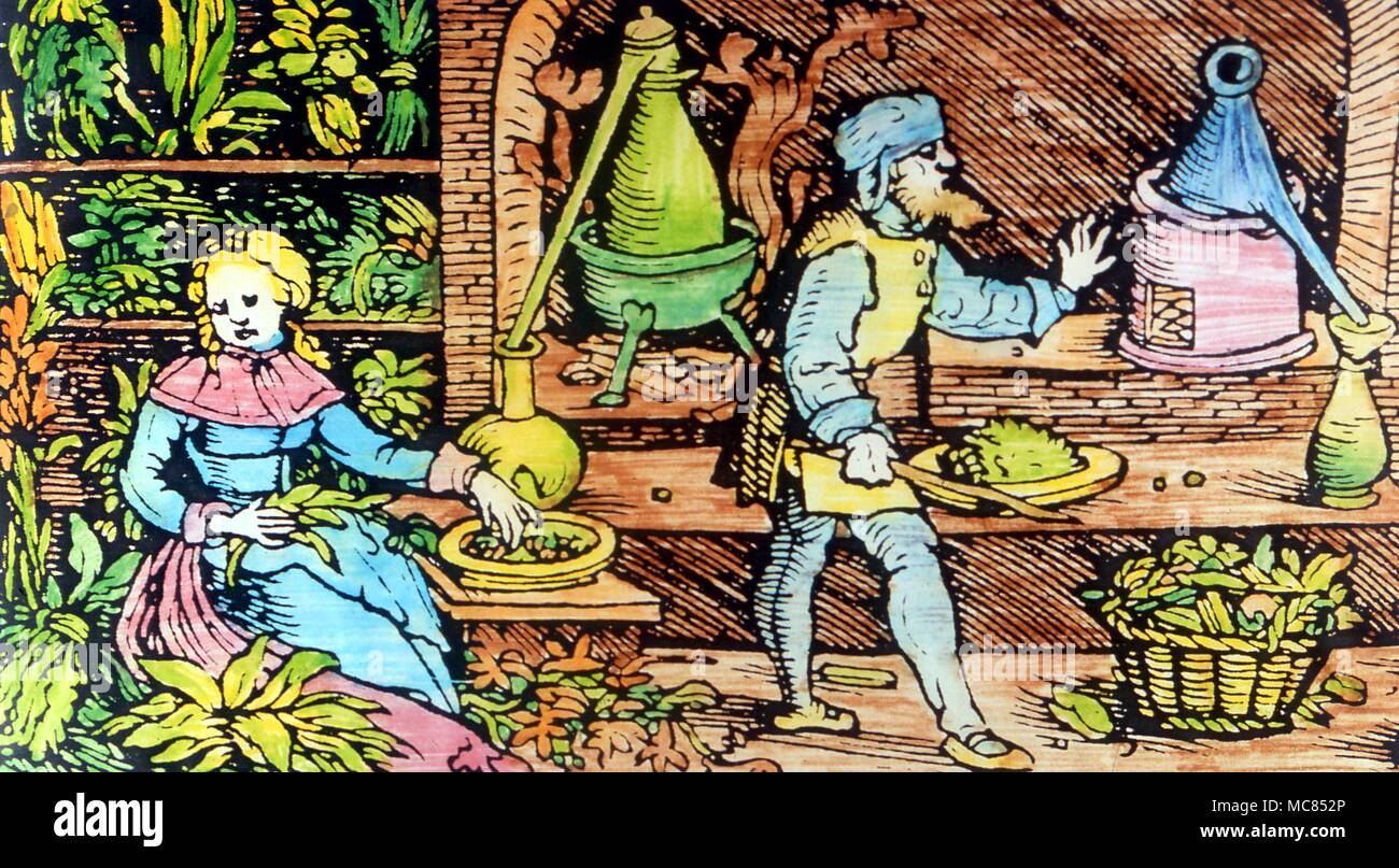 Herbal - Medieval herbal dispensary. Making emdicines from flowers and hers from J. Wonnecke's 'Kreuterbuch', 1550 Stock Photo