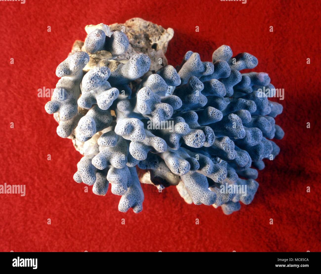 Crystals, Gems and Stones. Blue Coral Stock Photo Alamy