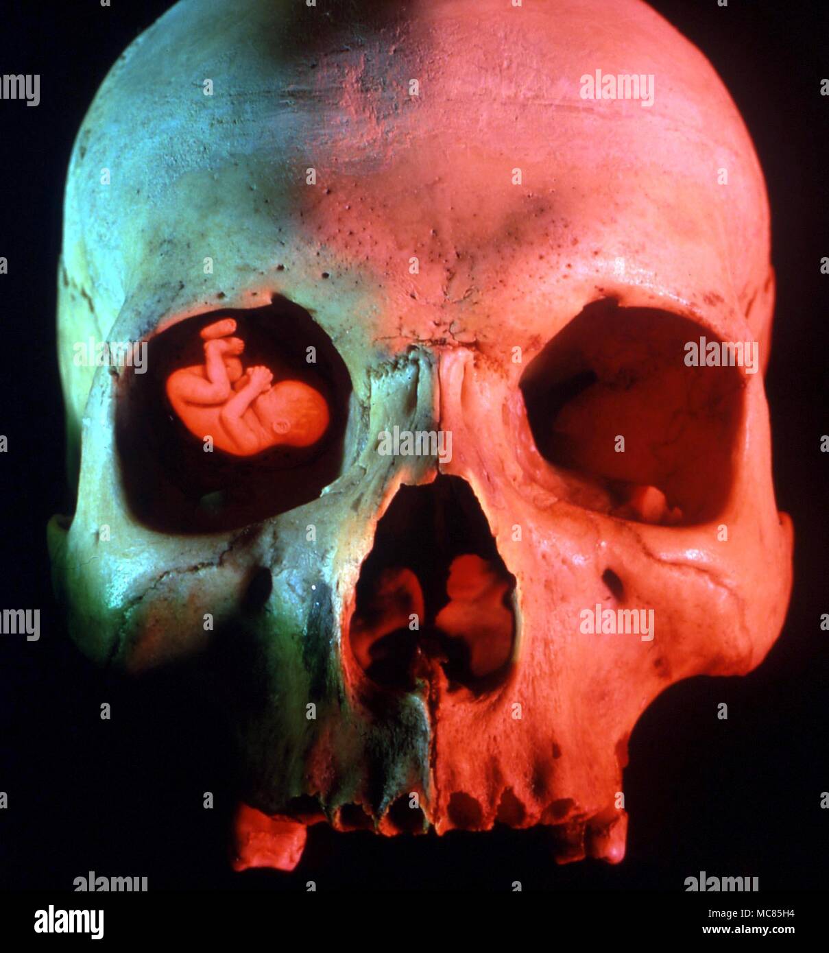Fantasy. Embryo in eye-socket of skull, symbolizing the close connection between death and rebirth. Stock Photo
