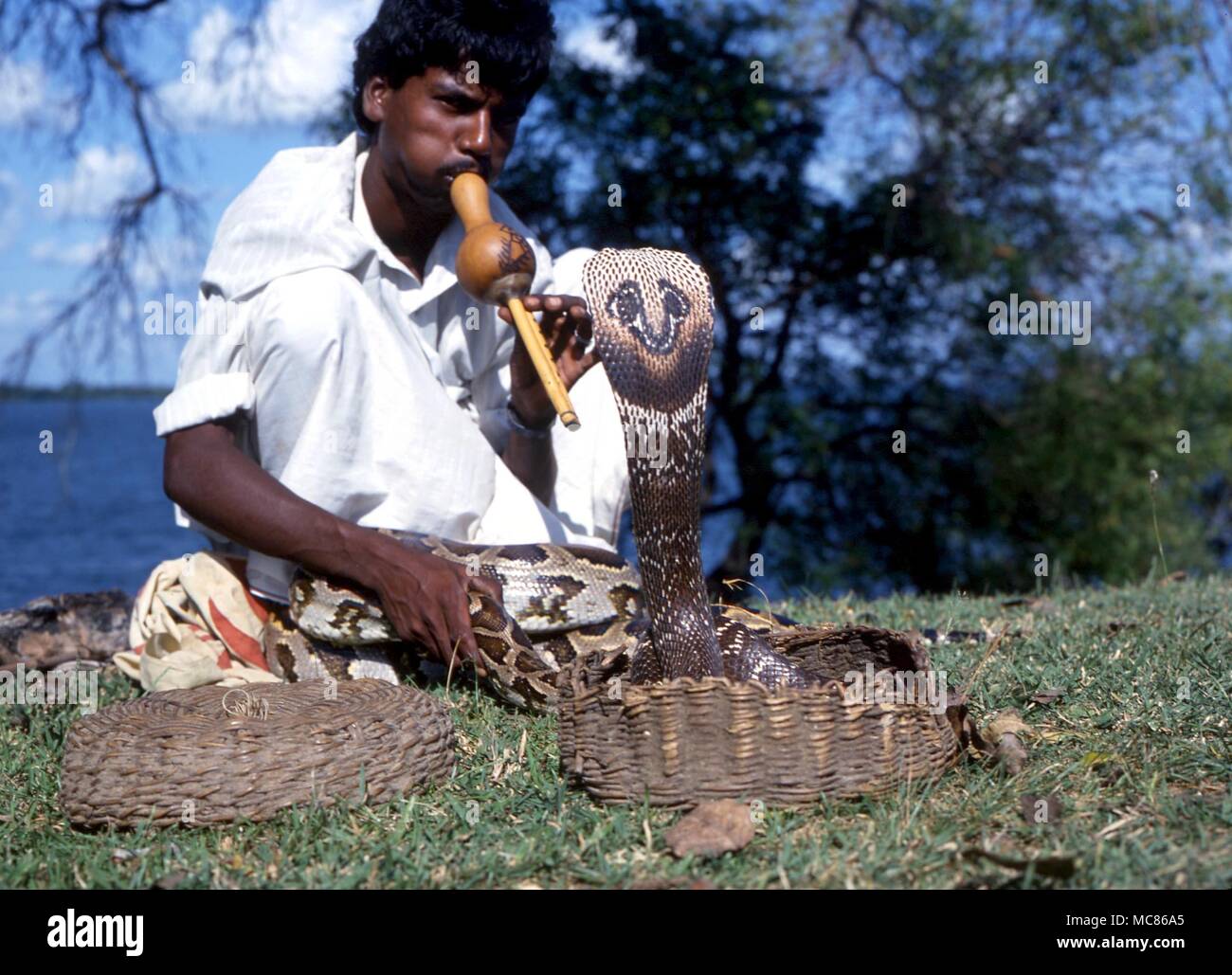 Sri Lankan snake charmer, playing flute for 'dancing' cobra Stock Photo