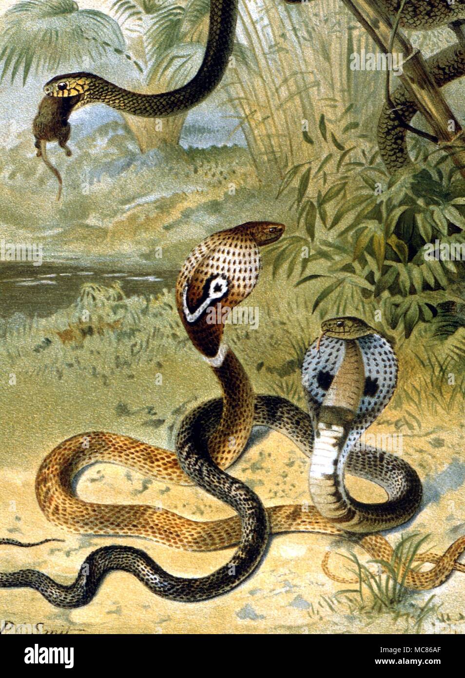 Snakes Cobras and a rat-snake. Chromolithograph by Smit, from the 1896 edition of P L Scalter's 'The Royal Natural History' Stock Photo