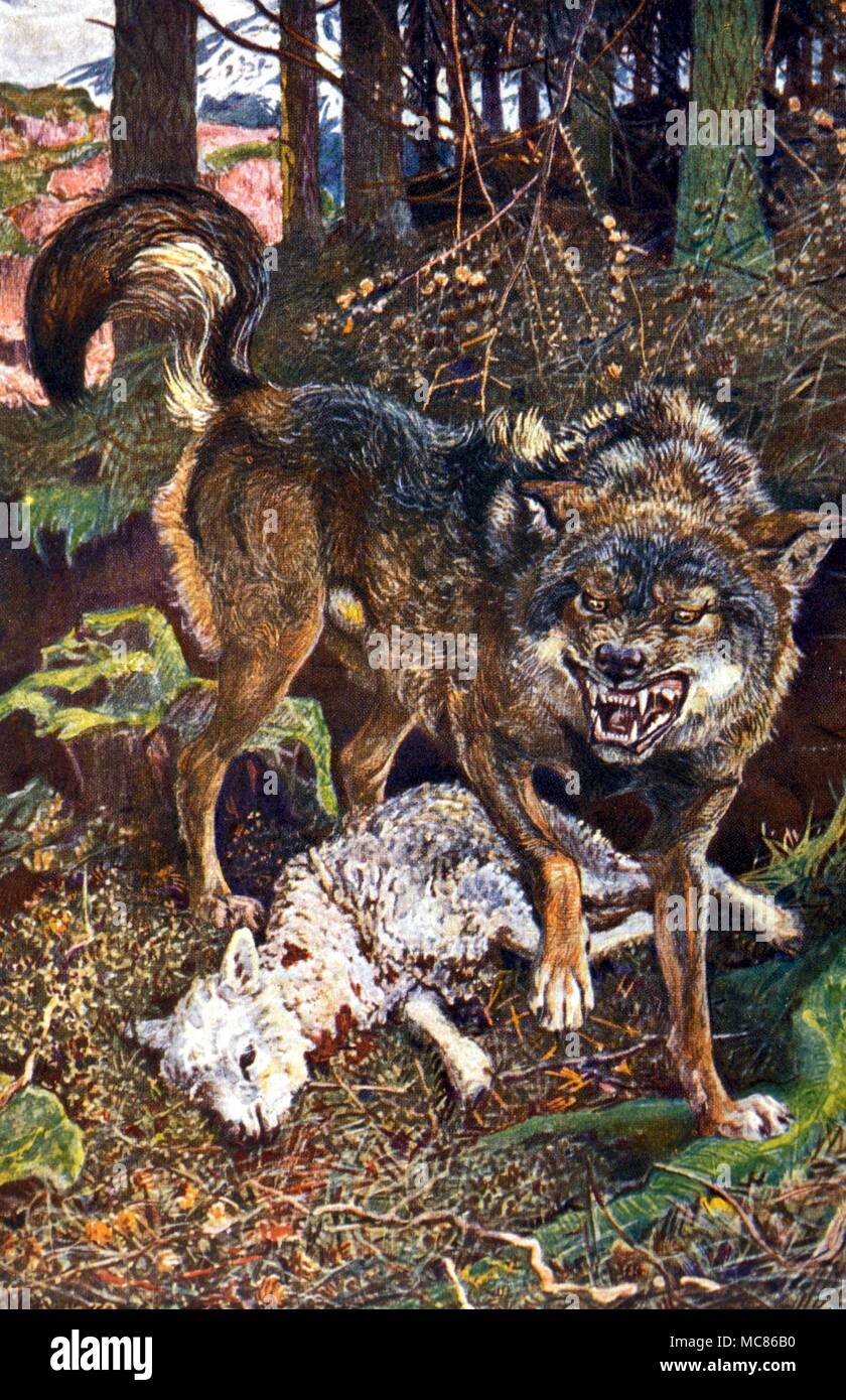 Werewolves Lycanthropy - Last British Wolf, painted by Harry Johnston, from British Mammals, 1903 Stock Photo
