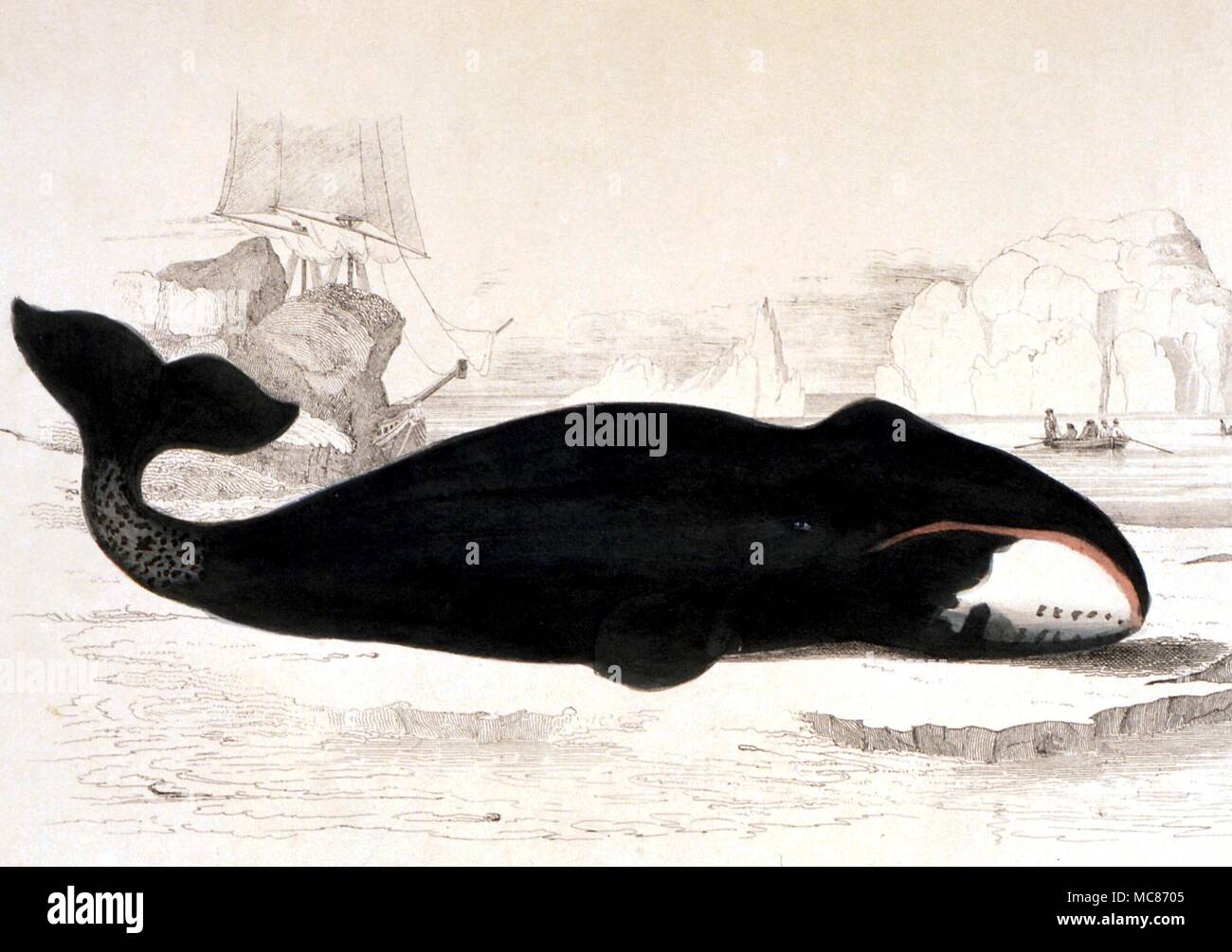 MONSTERS - Beached whale. Loose print, circa 1840 Stock Photo